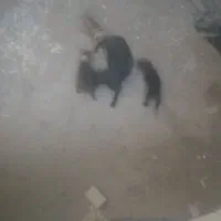 توله سگ پیت بول اصل آمریکایی