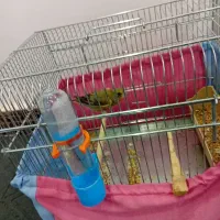 سهره