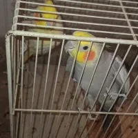 جفت عروس هلندی اماده