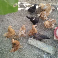 جوجه
