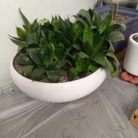 گل سانسوریا پا کوتاه