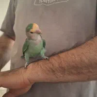 طوطی برزیلی نر و ماده