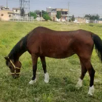 اسب|اسب و تجهیزات اسب‌سواری|مرودشت, ده بید|دیوار
