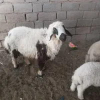 یک عدد قوچ ۲ ساله