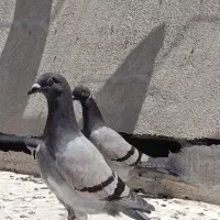 دو عدد جوجه کبوتر مسافتی