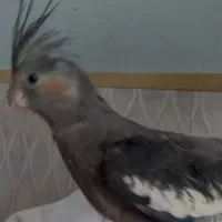 عروس فندق