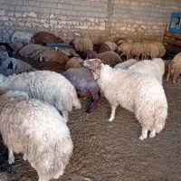 بره نره بره ماده گاو گوسفند