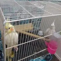 طوطی/عروس هلندی/گرینچیک/فنچ