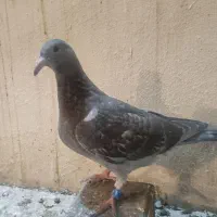 فروش ۸ عدد جوجه تازه دانخور