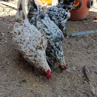 مرغ گلین تخم گذار