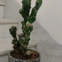 گل وکاکتوس