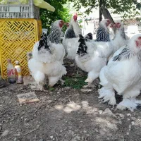 جوجه برهما لایت ، تخم مرغ نطفه دار