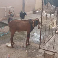 فروش نری  پنجابی