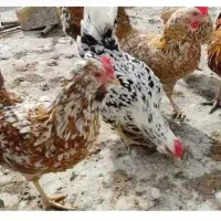 تخم مرغ نطفه دار نژاد مرندی گلیم لری و فرانسوی