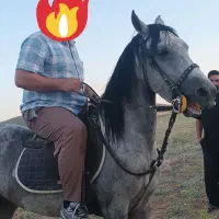 اسب مادیان کرد6دانگ