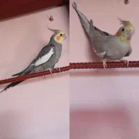 یک جفت عروس هلندی مولد