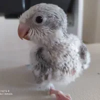 جوجه راهب بلواسکای