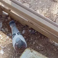 کفتر
