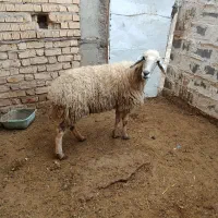 شیشک|حیوانات مزرعه|پاسارگاد, |دیوار