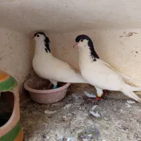 طاقی|پرنده|کاشان, کارگر|دیوار