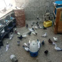 کبوتر