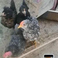 جوجه دو ماهه زیر مرغی