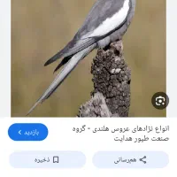 عروس هلندی