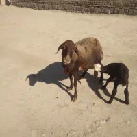 میش بره