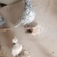 کفتر