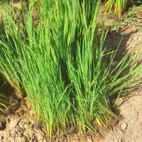 برز دستی پاکوتاه درجه یک