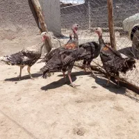 بوقلمون فروش نرماده