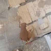 معاوضه