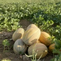 طالبی جانا
