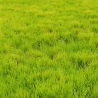 نشا علی کاظمی پربار آماده کاشت۳۵میلیون