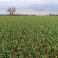 علف سیر برای گوسفند