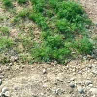 فروش زمین مسکونی در باغملک