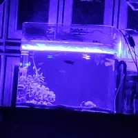 اکواریوم بالوازم