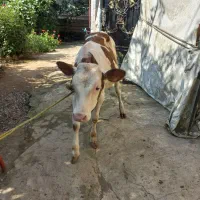 لیشه سمنتال اصل