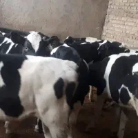 ۱۲راس هلیشتاین نر ۱۳۵کیلو درجه یک تمام واکسینه