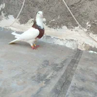 فروش یک عدد کلفه نر