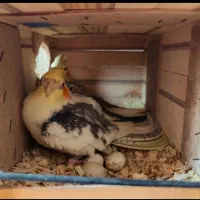 عروس هلندی جفت