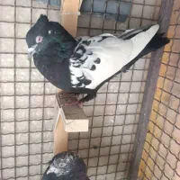 سینه ماده