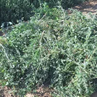 علف تازه برای دام
