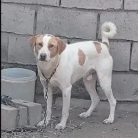 سگ نر و ماده معاوضه