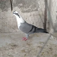 کفتر