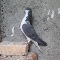 کبوتر دمگیر