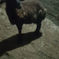 شیشک قصر چاق
