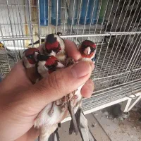سهره|پرنده|ساوه, |دیوار