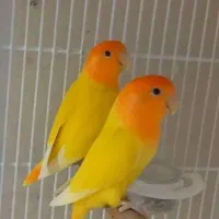 کوتوله اوپال کله نارنجی ومارال وعروس هلندی لوتینو