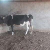 یک راس گاو آبستن ۷ماه